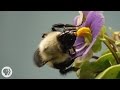 This Vibrating Bumblebee Unlocks a Flower's Hidden Treasure | Deep Look This Vibrating Bumblebee Unlocks a Flower's Hidden Treasure | Deep Look