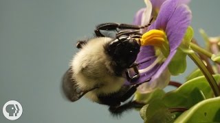 This Vibrating Bumblebee Unlocks a Flower's Hidden Treasure | Deep Look