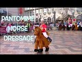 Pantomime Horse Dressage
