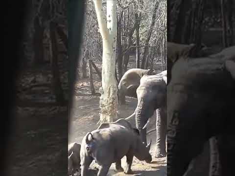 Elephant Vs Rhinoceros fight #shorts