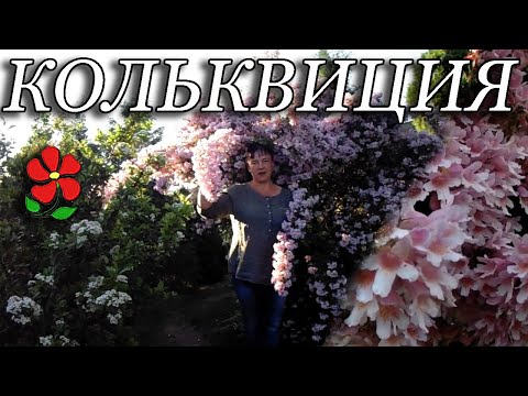 фото кольквиция 0