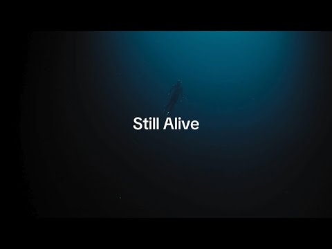 Vibfy - Still Alive