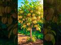 Mango Grafting Explained Grow Better Mangoes Faster