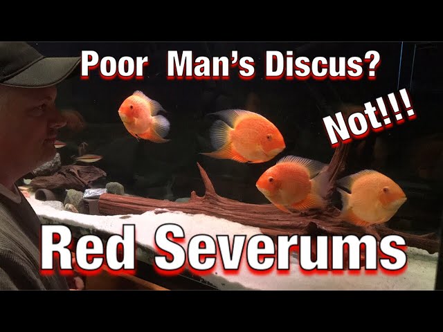 Red Severums: The Poor Mans Discus???