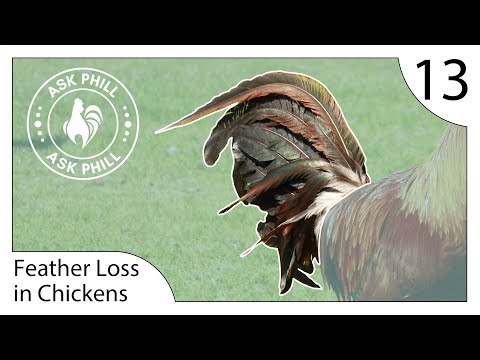 download lagu mp3 mp4 Chicken Red Bottom, download lagu Chicken Red Bottom gratis, unduh video klip Chicken Red Bottom