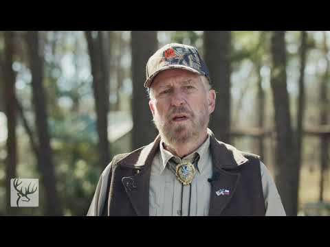 Ask Dr. Deer | Should I Plant Chicory in My Food Plot?