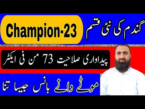 An Outstanding New Wheat Variety Champion 2023 || Bilal Kanju Official