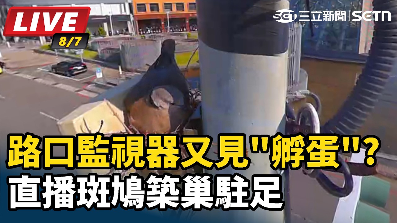 【#直播中LIVE】又見＂孵蛋＂? 路口監視器直播斑鳩築巢駐足