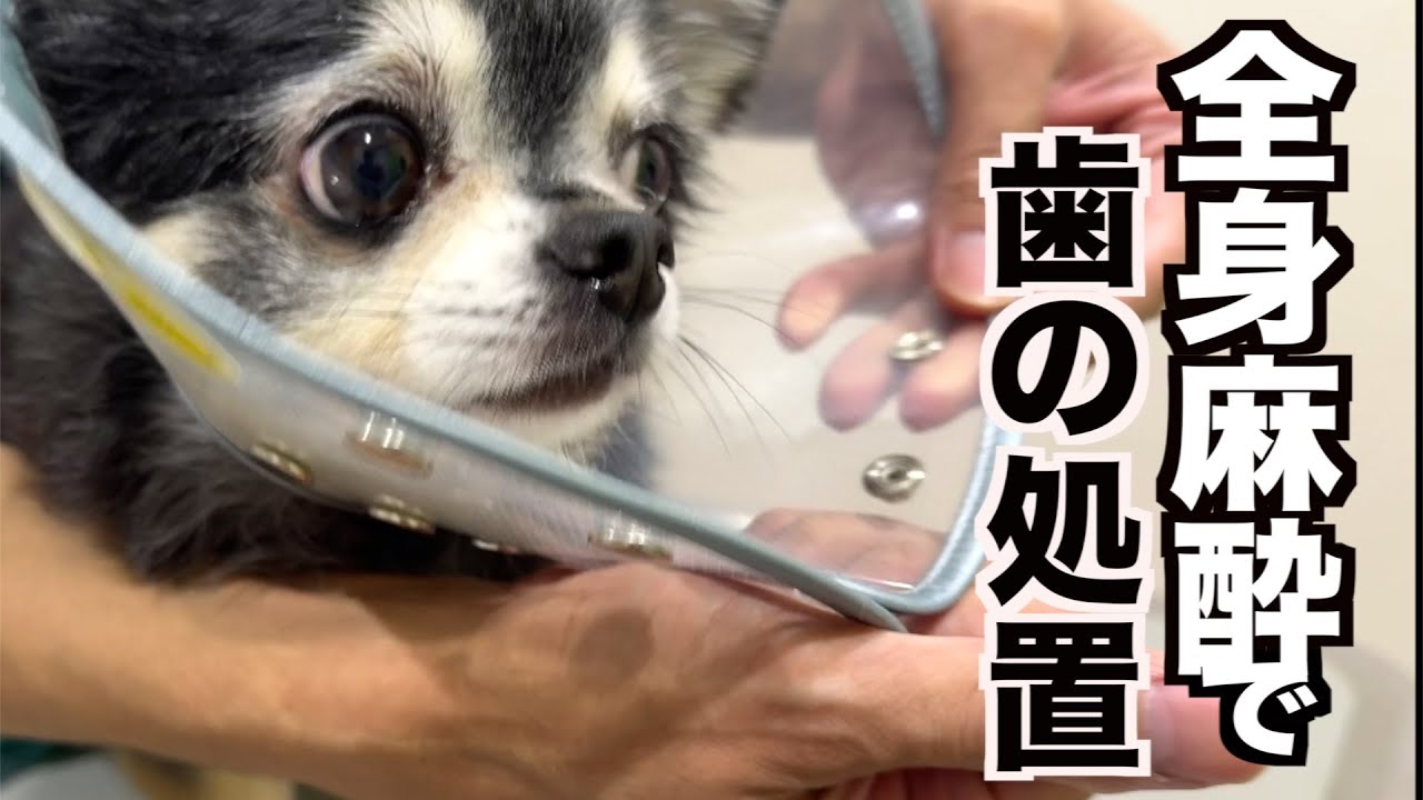 【全身麻酔】びびりなチワワパパが全身麻酔で歯の手術がんばりました！
