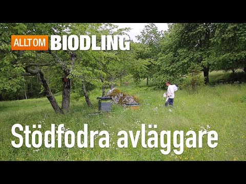 Stödfodra avläggare - Bihälsa - Biodling