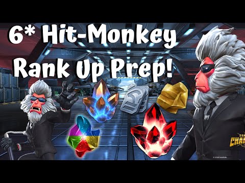 6* Hit-Monkey Rank Up Prep! 500k Battle Chips! 2 5* Basics! Gold/Iso! - Marvel Contest of Champions