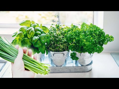 , title : 'How To Grow Herbs at Home | 8 Best Herbs You Can Grow Indoors - Gardening Tips'