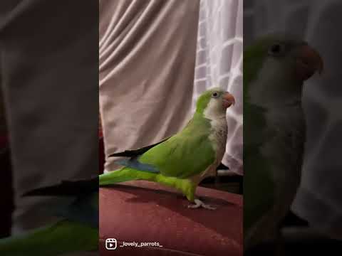 La vaca Lola su favorita 💚 #short #birds #shortsvideo #parrot #animals #pets #funnyvideo #cutepets
