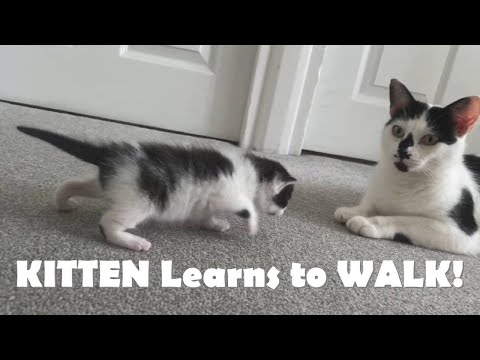Kittens Stumble While Learning to Walk!