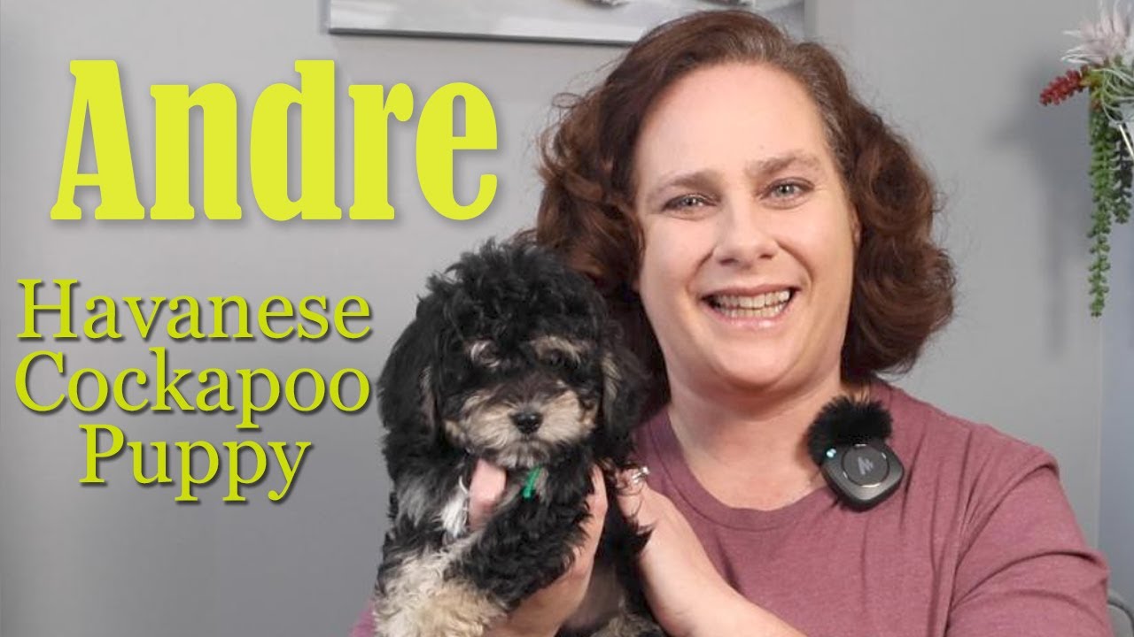 Havanese Cockapoo Puppy 9 WEEKS OLD available at Deaz Doodle Ranch!