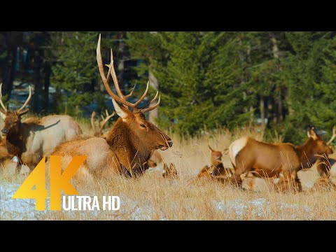 Amazing Canadian National Parks in Wintertime 4K UHD - Part #2 - Short Preview Video
