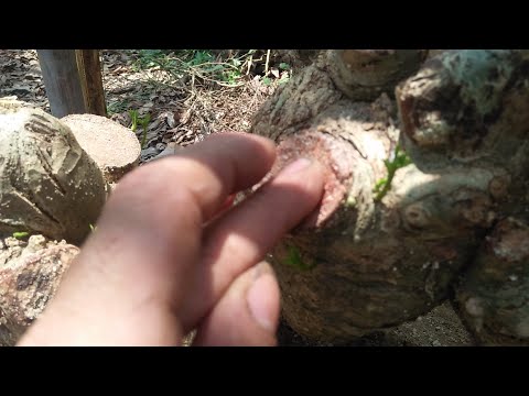 Khi nào bỏ và chụm lại nilong cho cây cảnh mới giâm.