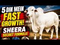 5 Din Mein Bull Weight Gain Ka Tarika Eid Animals Fast Growth Tips Full Guide Special Feed Plan