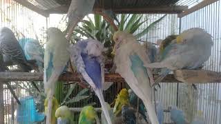 たった1つで変わる✨インコのストレス解消法