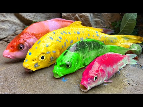 Golden Carp Fish Run Race - Stop motion Relaxing Catching Eggfish Cooking by Unique Fishing Cuckoo