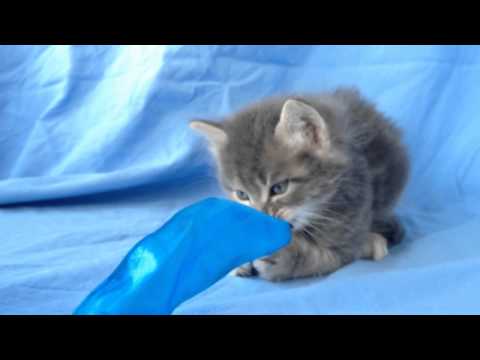 Yuva arayan 5 kardeş