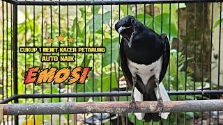 Download lagu Suara Burung Kacer Bikin Lawan Emosi Gacor, Pancingan Kacer Agar Cepat Emosi Gacor mp3 Download lagu Suara Burung Kacer Bikin Lawan Emosi Gacor, Pancingan Kacer Agar Cepat Emosi Gacor mp3