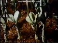 Rocket Classic Sesame Street Time Lapse Seeds Growing 1972
