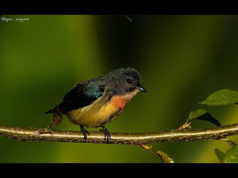 Bobuliar ohnivoprsý (Dicaeum ignipectus) — správanie, biotop a hlas