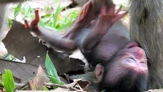 Break Heart Deeply, Just New Born Monkey Fall From The Tree Near Unconscious.