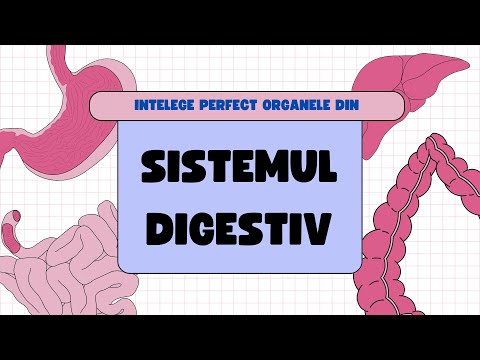 Cum MANANCI? Sistemul DIGESTIV- Explicatie full (gura, stomac, intestin, ficat)