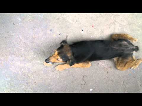 Shrek ensinando a Tática de guerra