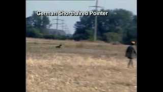 Deutsch Kurzhaar, trabajos variados