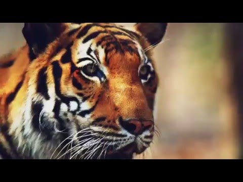 Survivor 32: Kaôh Rōng - FINAL 4 Intro