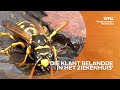 Let op! Wespen kruipen weer in de kiertjes van je huis