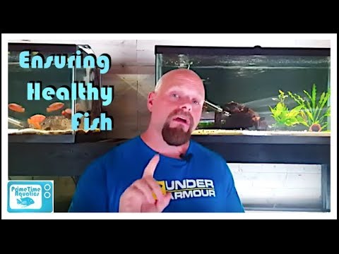 How to Quarantine Fish (A Microbiology Professor's Perspective)