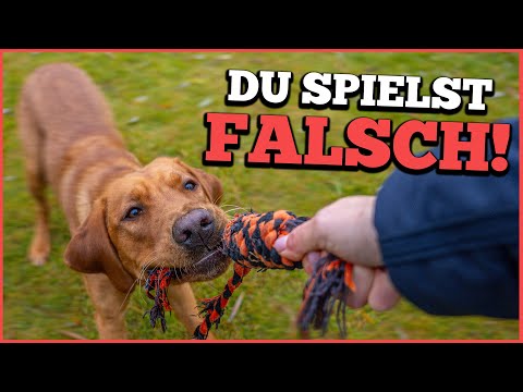 How to play with your dog CORRECTLY! Are you making this mistake?
