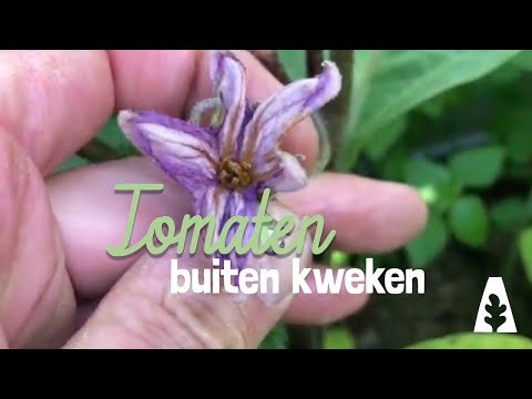 Urban Gardening - Growing Tomatoes Outdoors