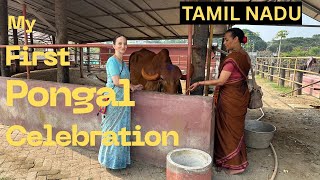 My FIRST PONGAL Celebration INDIA TAMIL NADU 🇮🇳