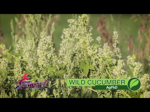Weed of the Week #1025 Wild Cucumber (Air Date 11-26-17)