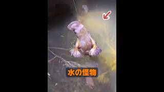 これはどんな動物ですか？ #動物 #動物プロダクション #animals #自然 #癒し
