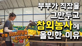 연봉 6000만원을 포기하고 귀농을 선택한 이유. 국내에서 참외 농사로 살아남는 방법. [성주 친환경 참외 …