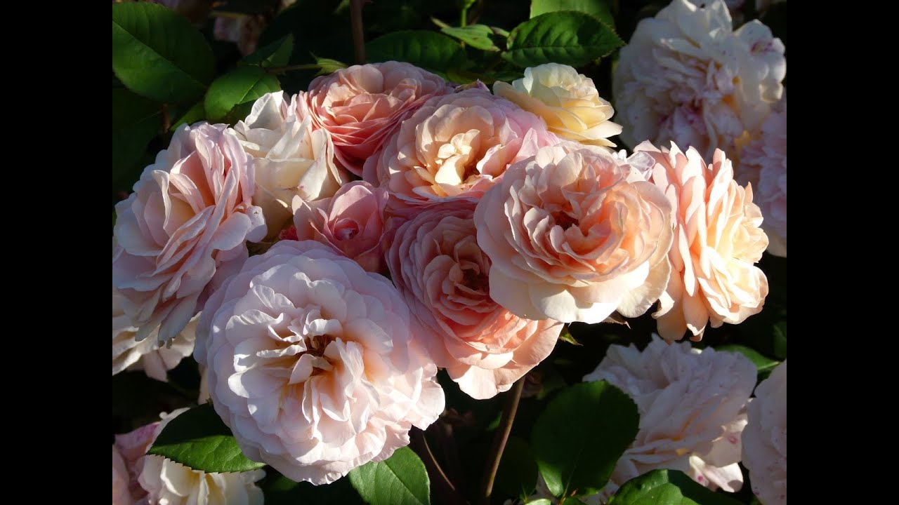 Розы. Цветение розы Чарльза Остина .