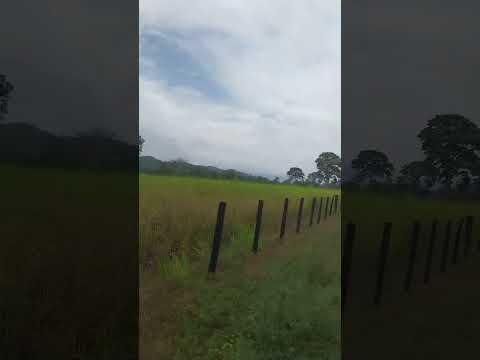 Recogiendo los Campos del mp Bolívar #venezuela #Trujillo #Campos