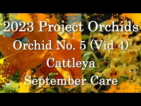 2023 Project Orchids - The Only Cattleya (Vid 4)