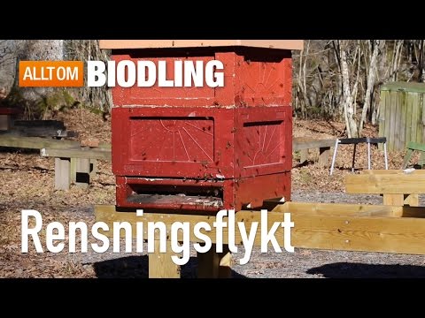 Rensningsflykt - Bisamhället - Biodling