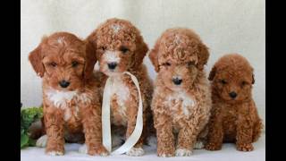 Video preview image #1 Goldendoodle (Miniature) Puppy For Sale in NEWMANSTOWN, PA, USA