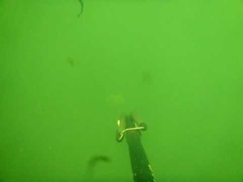 Pesca Sub Paranazao Armal