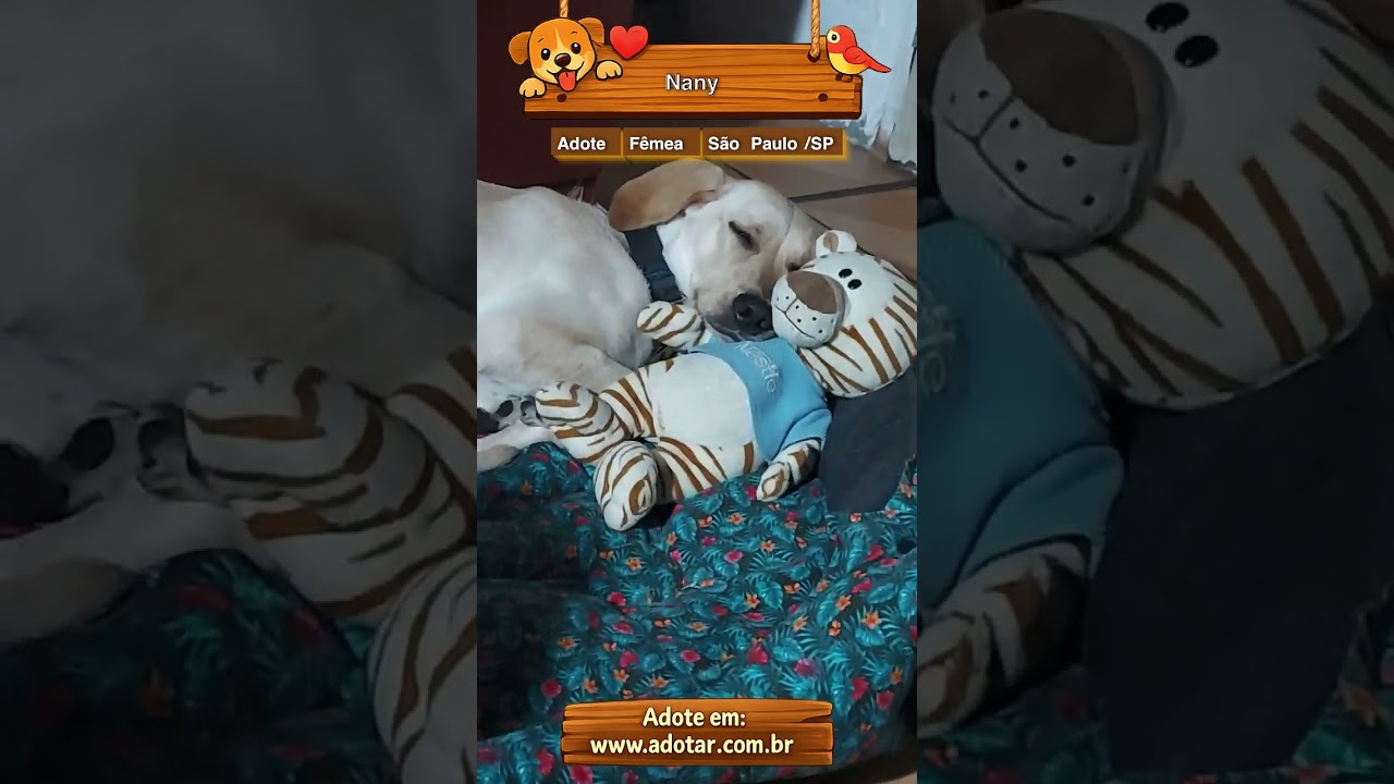 Cachorro raça SRD-ViraLata idade 6 ou mais anos nome Nany