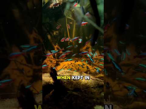 Cardinal Tetra: The Living Jewel of the Aquarium! #tetrapak #cardinals #jewllery #shorts #freshwater