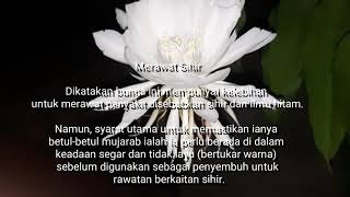 Kembangnya Bunga Bakawali &amp; Mitosnya 🌵